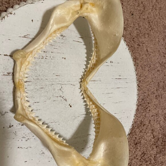 Shark teeth - Picture 3 of 7